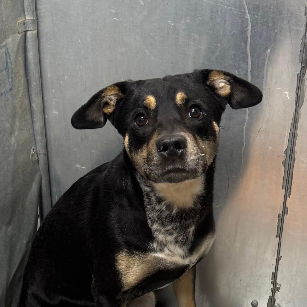 Enlarge Lionel, a Adoptable mixed breed in Greenville, SC image 5/6