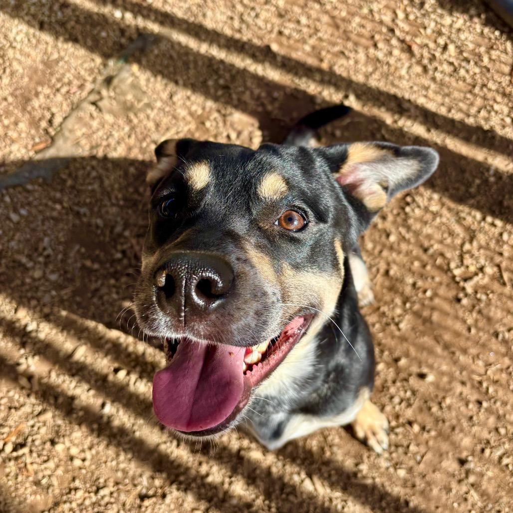 Enlarge Lionel, a Adoptable mixed breed in Greenville, SC image 6/6
