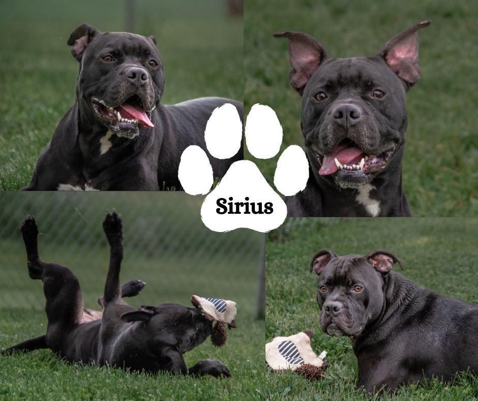 Sirius, ADOPTABLE, Adult Male Pit Bull Terrier.