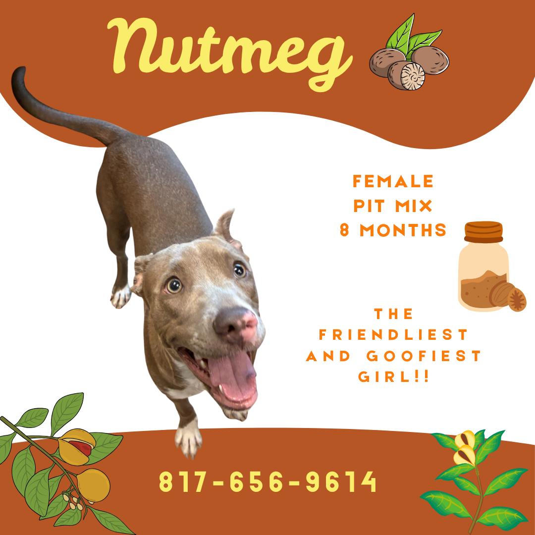 Enlarge Nutmeg, a Adoptable mixed breed in Watauga, TX image 1/1
