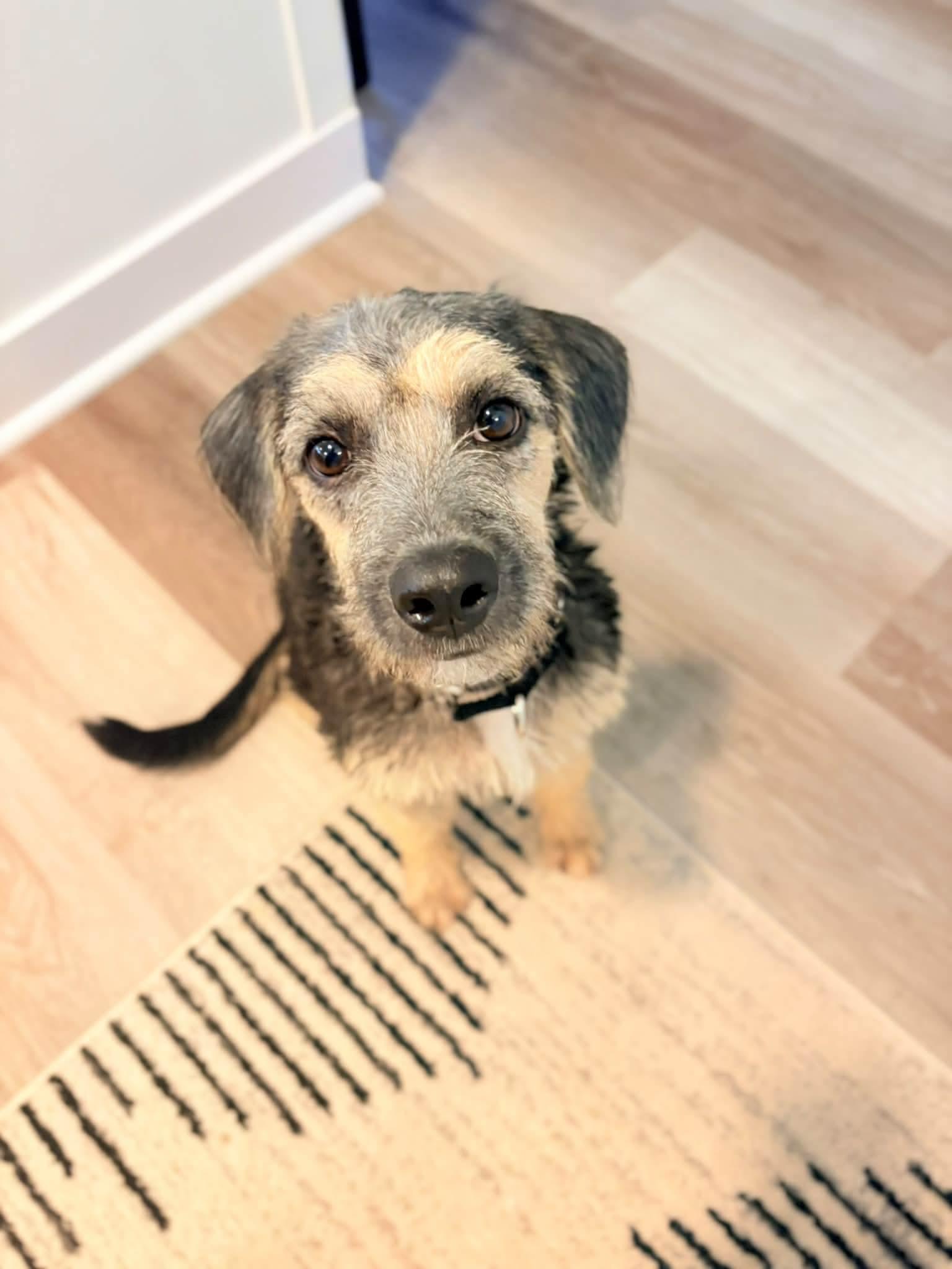 JINX 425, Adoptable, Young Female Terrier.