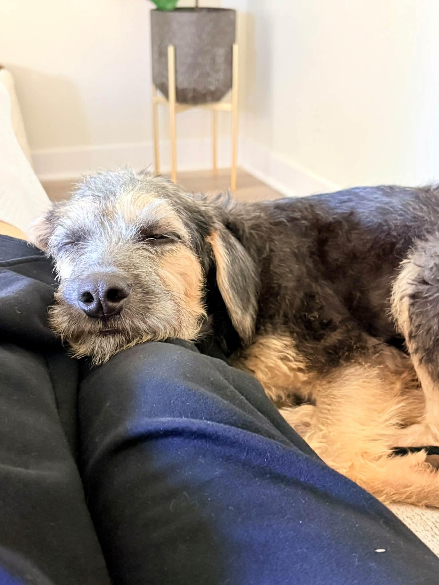 Enlarge JINX 425, a Adoptable mixed breed in Milwaukee, WI image 4/5