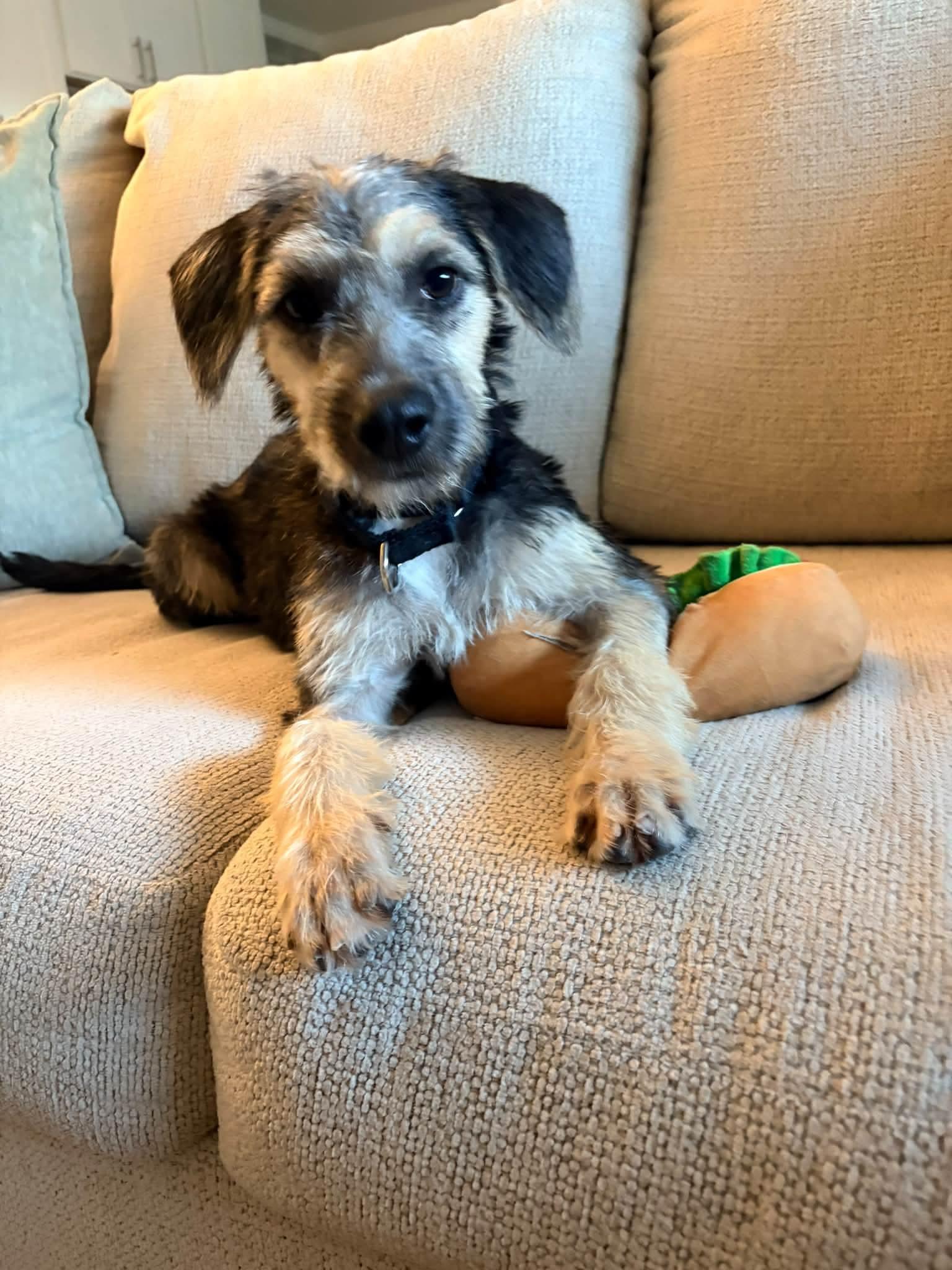 Enlarge JINX 425, a Adoptable mixed breed in Milwaukee, WI image 5/5