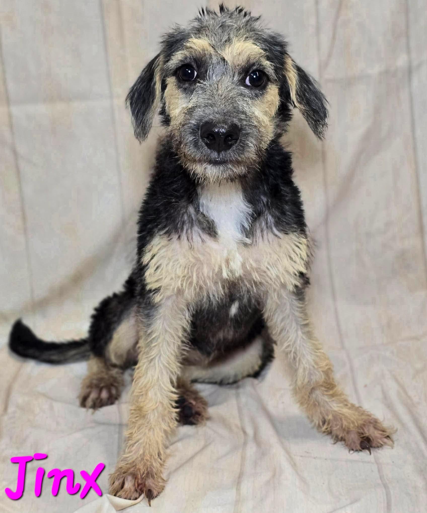 Enlarge JINX 425, a Adoptable mixed breed in Milwaukee, WI image 2/5