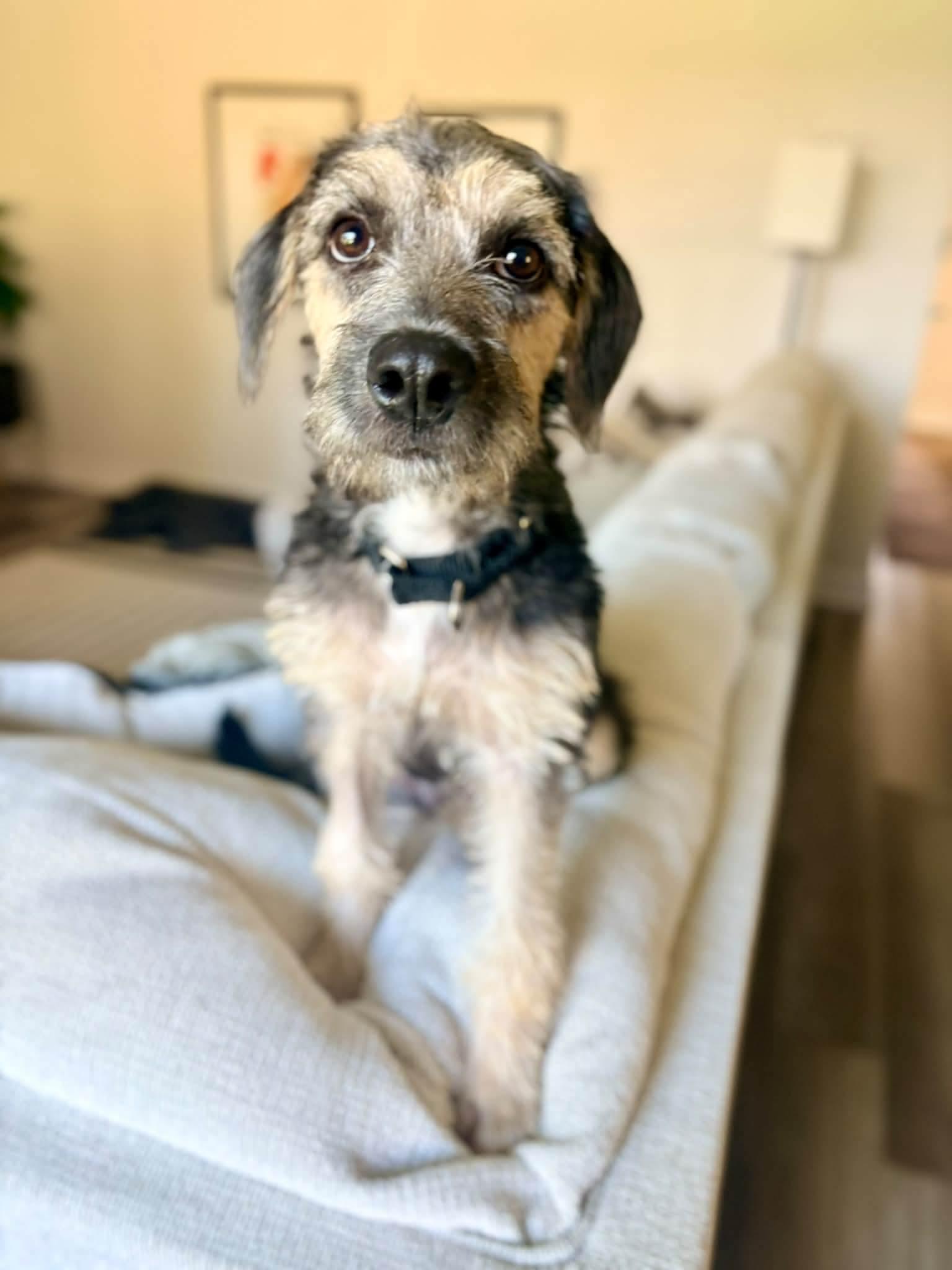 Enlarge JINX 425, a Adoptable mixed breed in Milwaukee, WI image 3/5