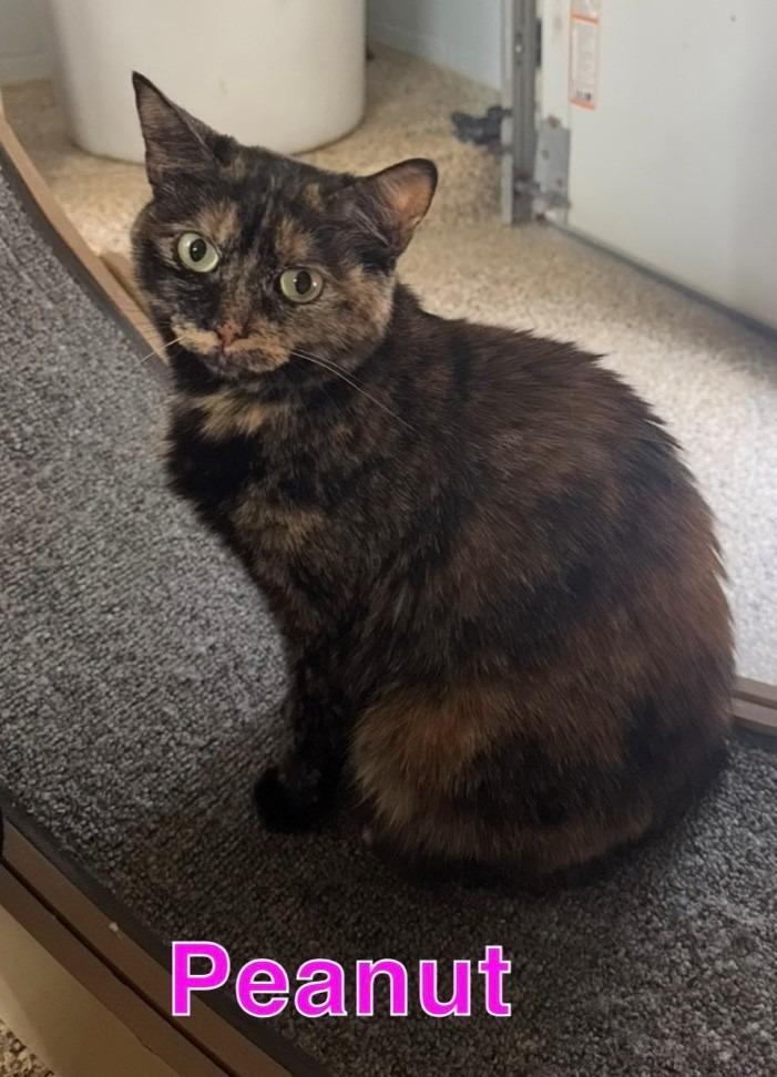 PEANUT, Adoptable, Adult Female Domestic Medium Hair.