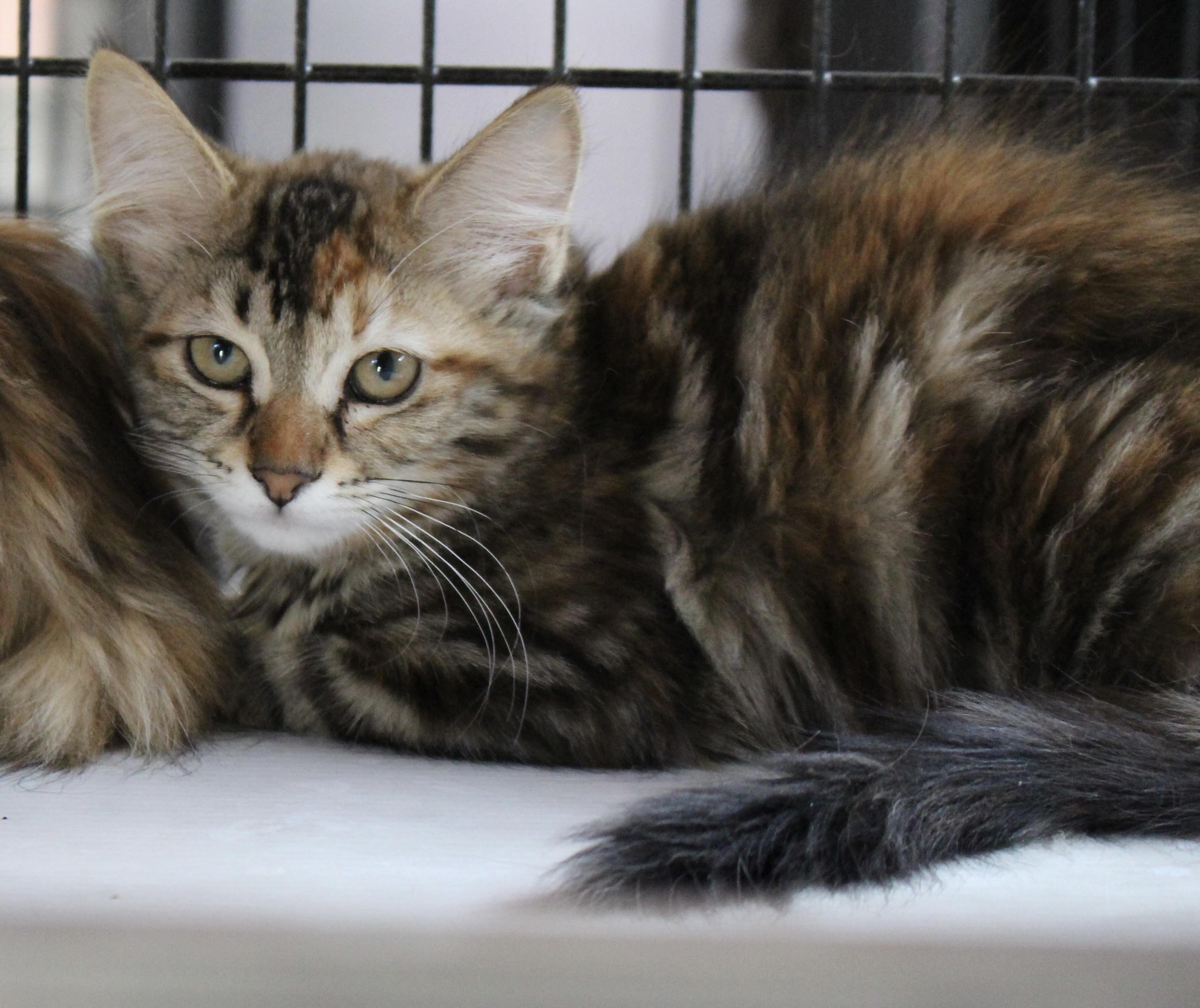 0330-2504, Adopted, Kitten Female Domestic Medium Hair.