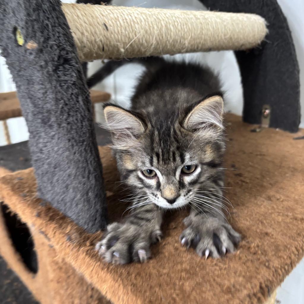 Big Chonkus, Baby Male Domestic Long Hair