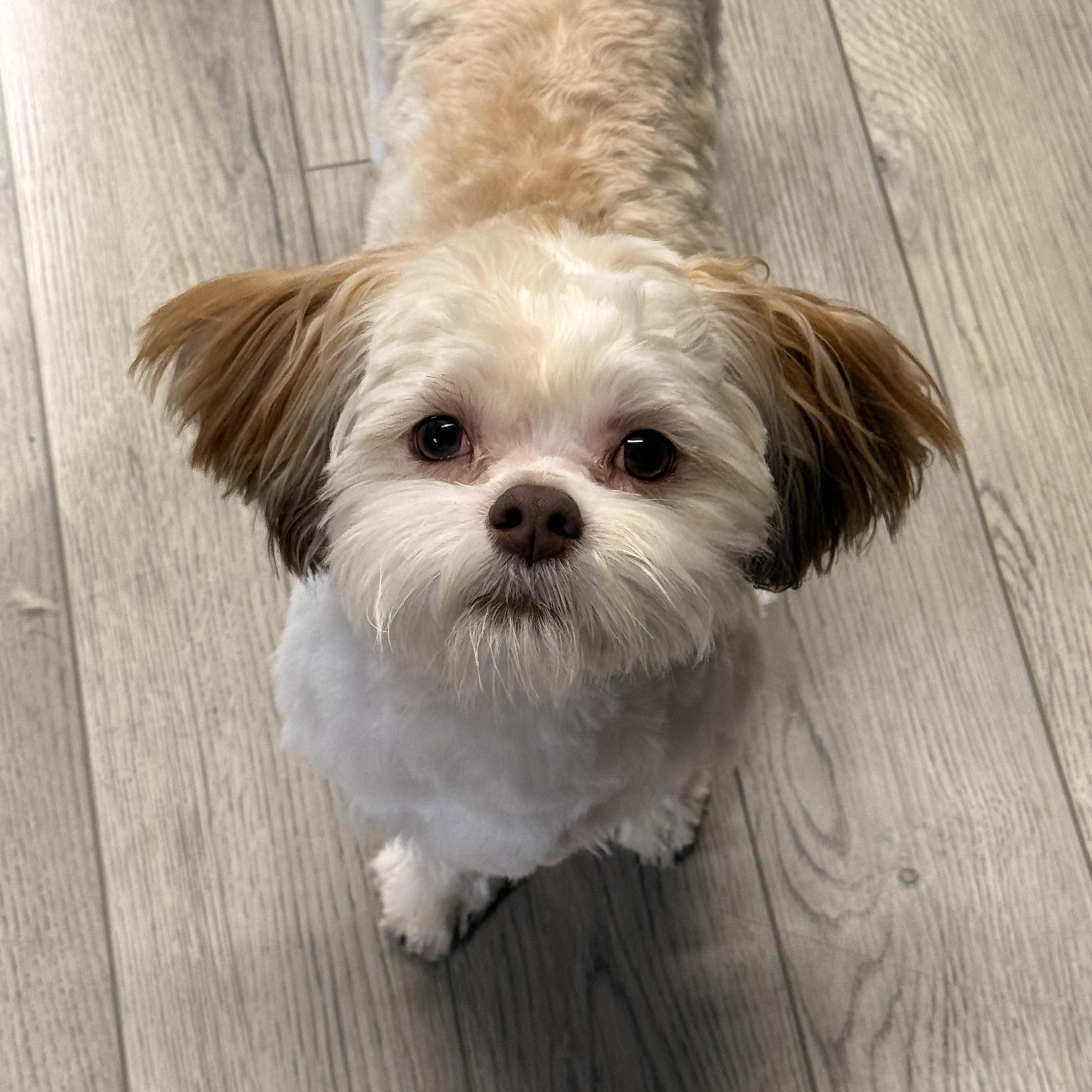 Teddy, an adopted mixed breed in Texarkana, TX image 6/6