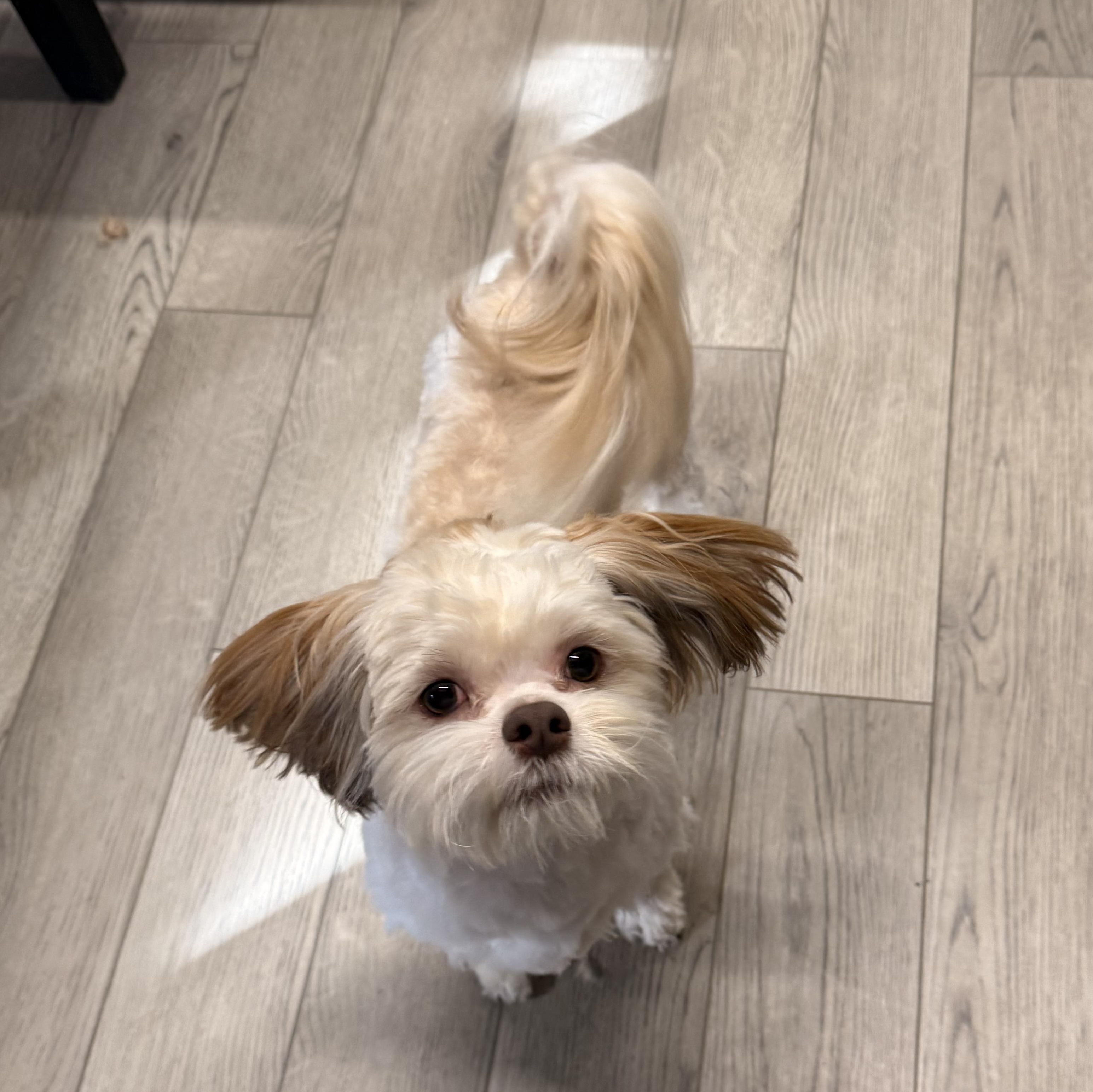 Teddy, an adopted mixed breed in Texarkana, TX image 5/6