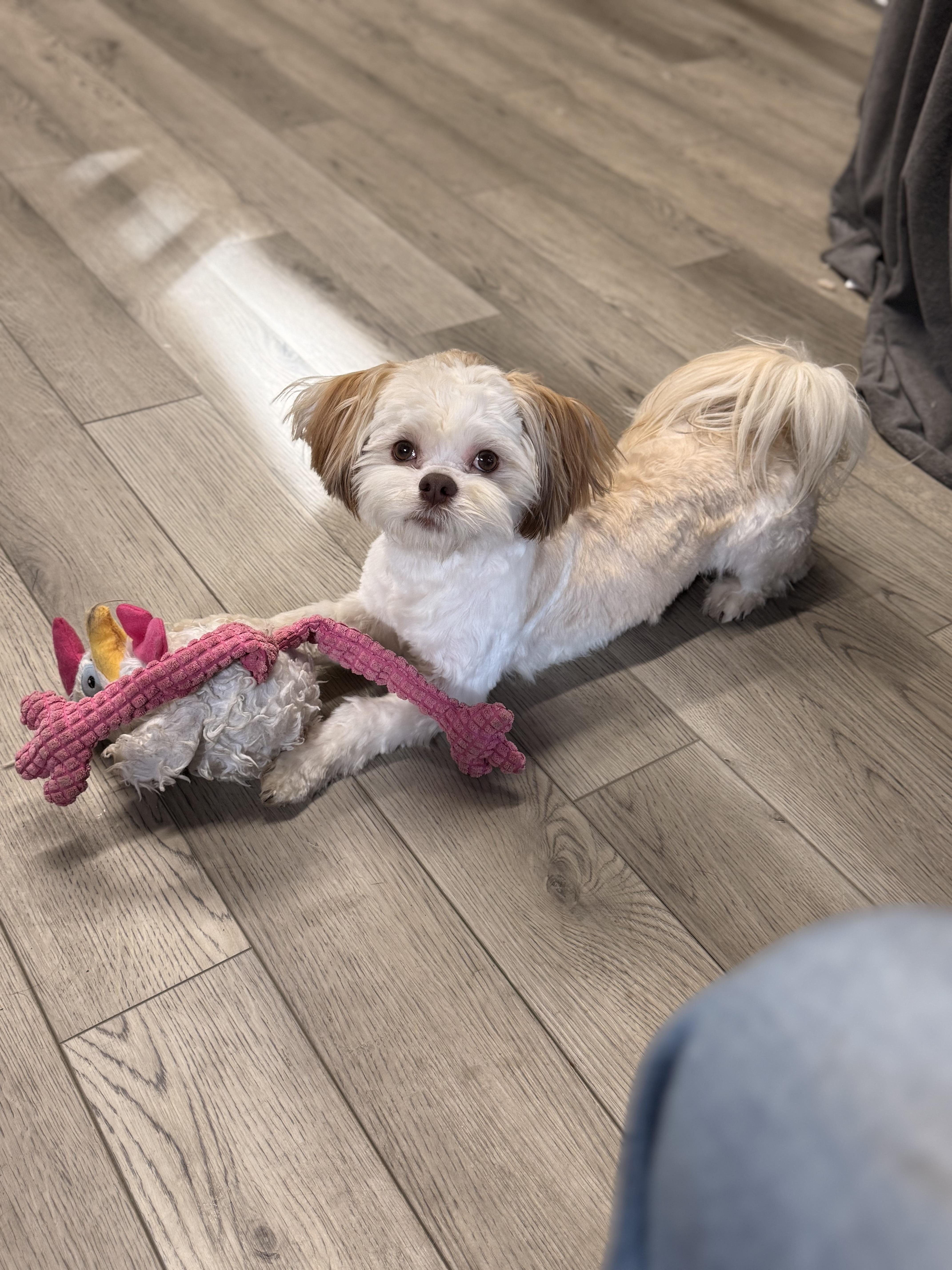 Teddy, an adopted mixed breed in Texarkana, TX image 1/6