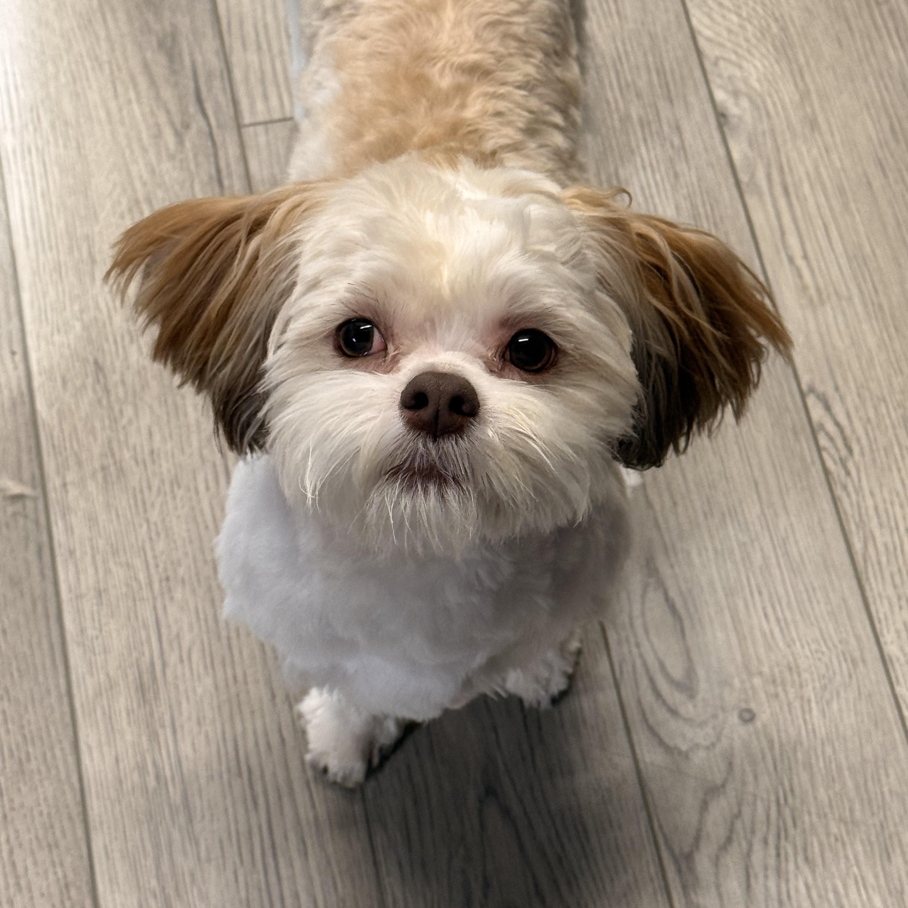 Teddy, an adopted mixed breed in Texarkana, TX image 4/6