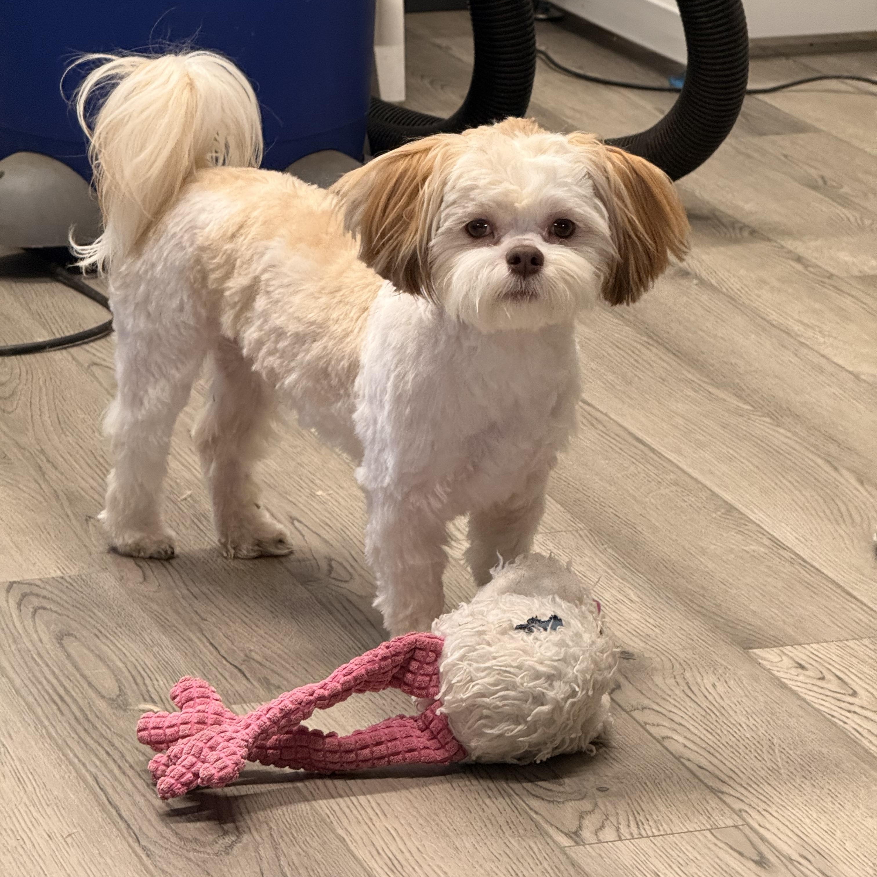 Teddy, an adopted mixed breed in Texarkana, TX image 3/6