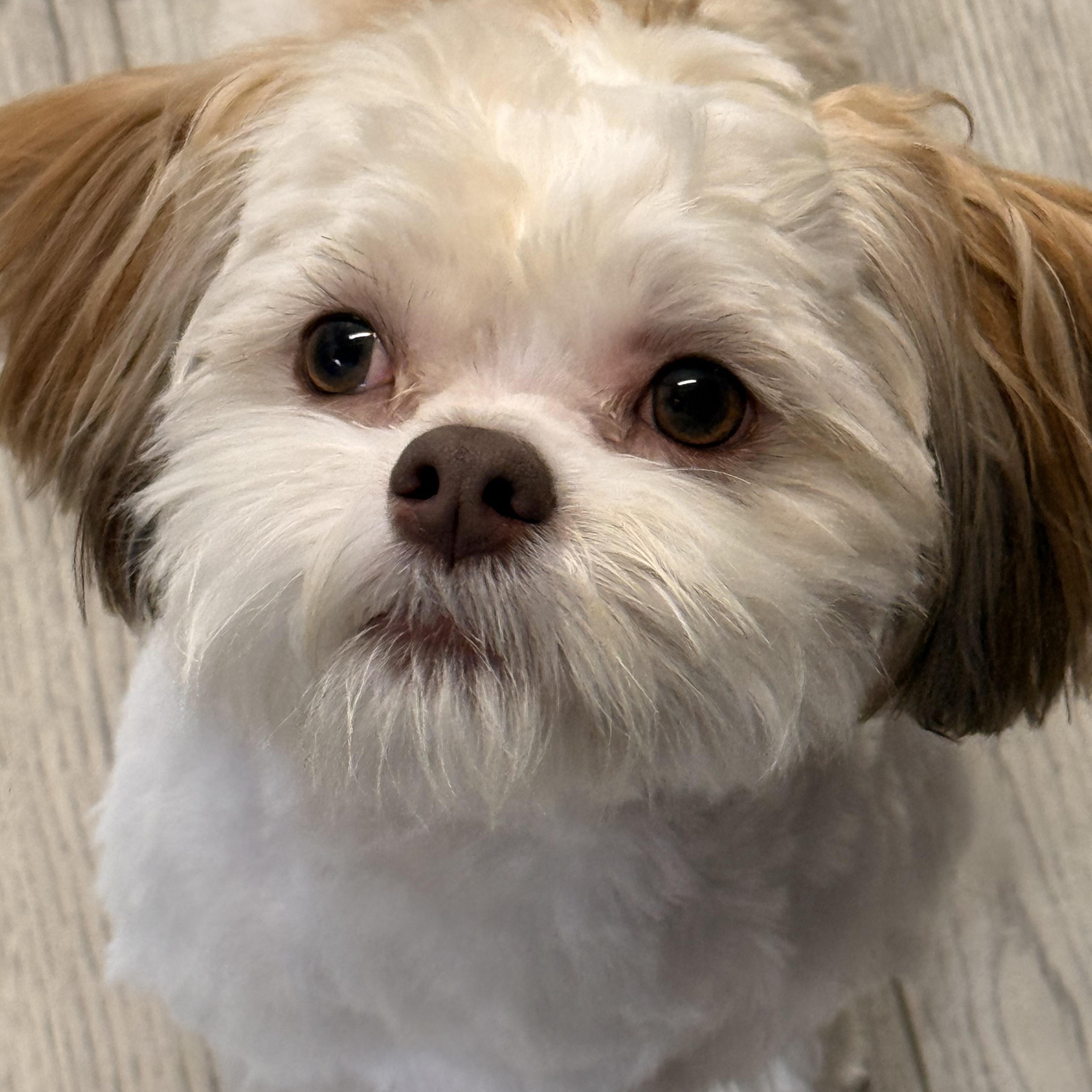 Teddy, an adopted mixed breed in Texarkana, TX image 2/6