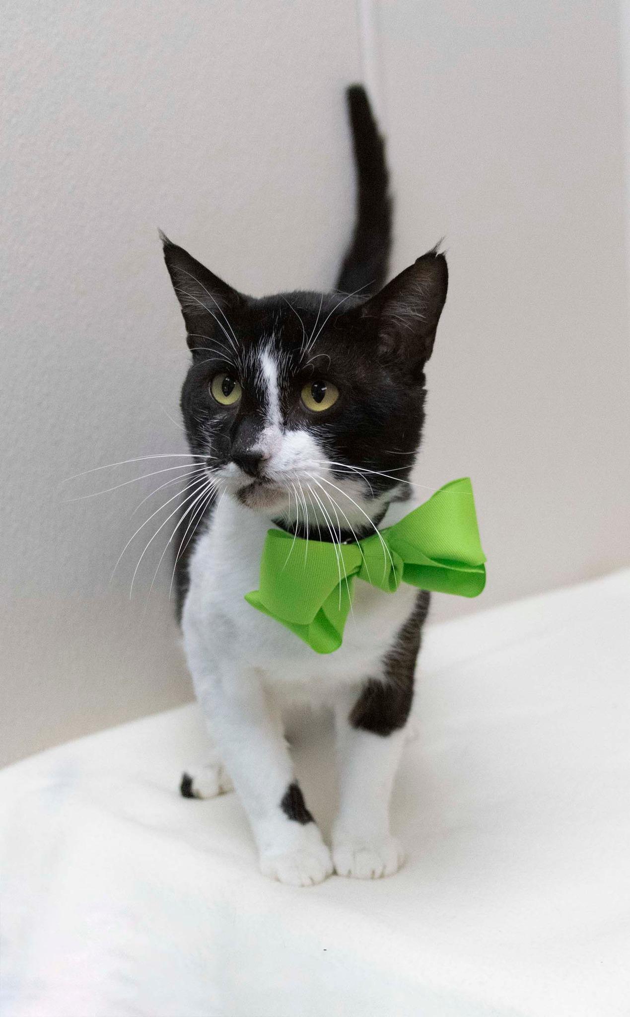Churro, Adoptable, Adult Male Tuxedo.
