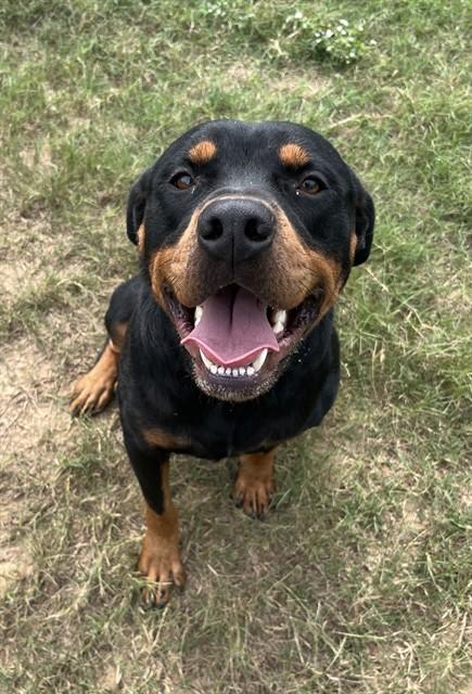 ZEPPELIN, Adoptable, Adult Male Rottweiler.