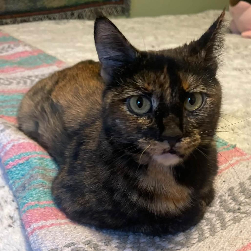 Suki (FKA Katniss), Adoptable, Adult Female Domestic Short Hair.