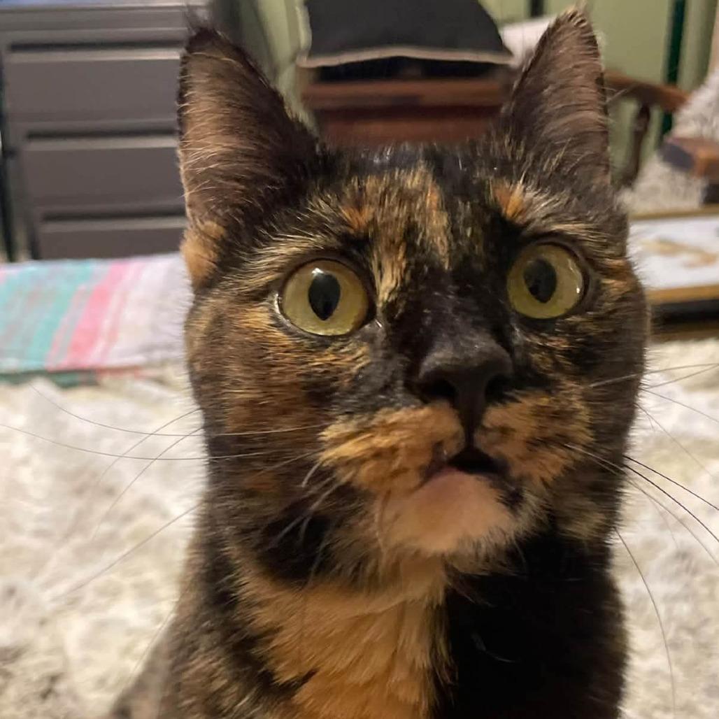 Enlarge Suki (FKA Katniss), a Adoptable Domestic Short Hair in Sand Springs, OK image 2/5