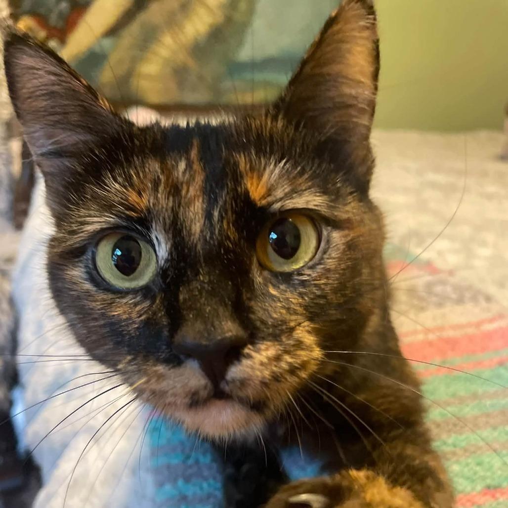 Enlarge Suki (FKA Katniss), a Adoptable Domestic Short Hair in Sand Springs, OK image 3/5