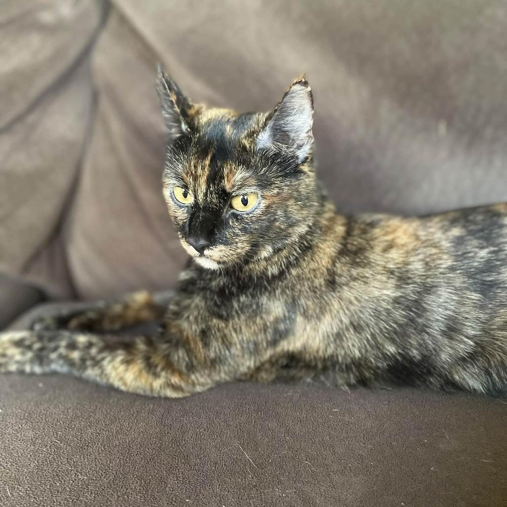 Enlarge Suki (FKA Katniss), a Adoptable Domestic Short Hair in Sand Springs, OK image 4/5
