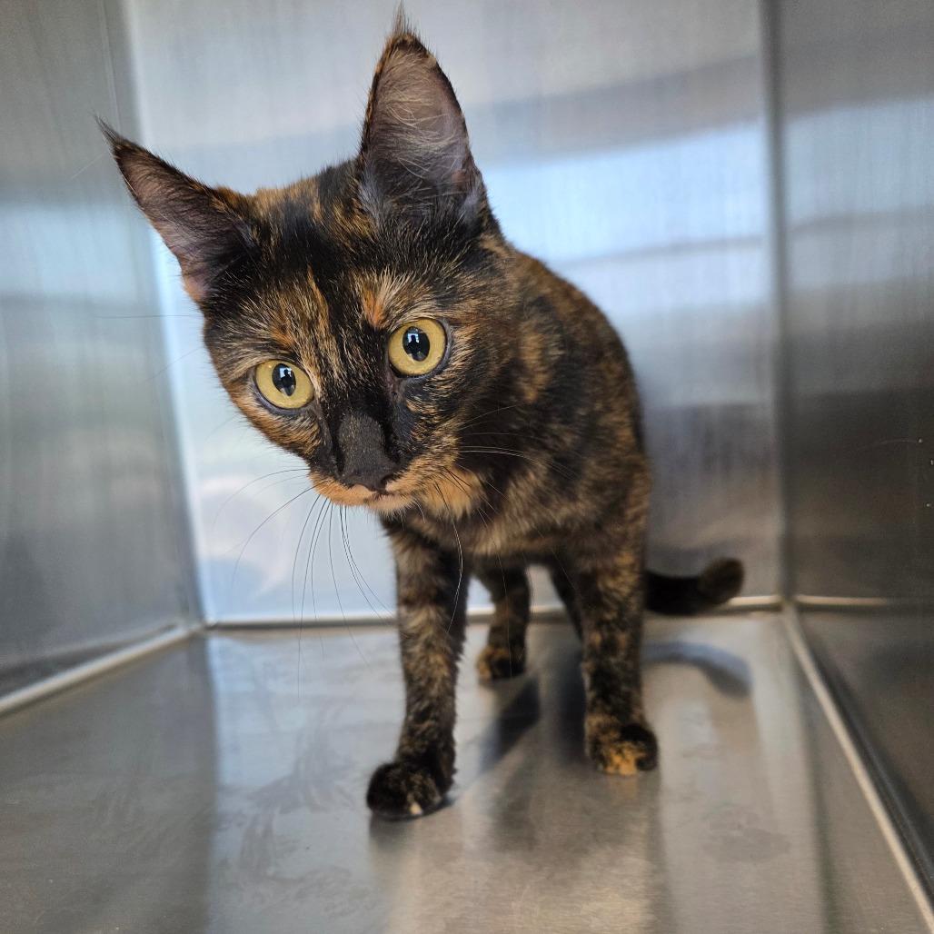 Enlarge Suki (FKA Katniss), a Adoptable Domestic Short Hair in Sand Springs, OK image 5/5
