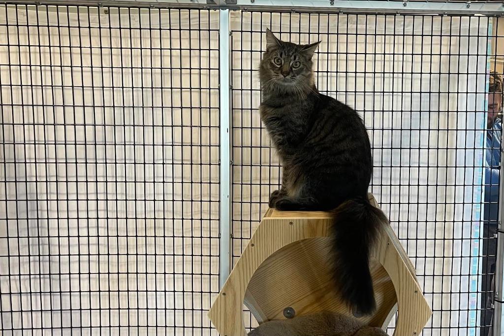 Beef Stew, Adoptable, Adult Male Domestic Medium Hair.