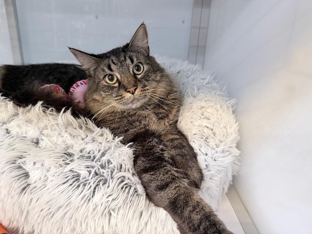 Enlarge Beef Stew, a Adoptable mixed breed in Raleigh, NC image 2/3