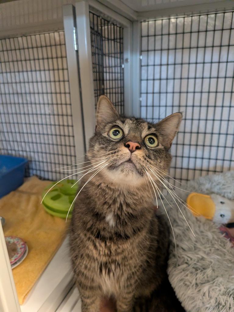 Enlarge Beef Stew, a Adoptable mixed breed in Raleigh, NC image 3/3