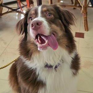 Enlarge Zara, an adopted Australian Shepherd in Lancaster, PA image 2/2