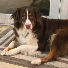 Enlarge Zara, an adopted Australian Shepherd in Lancaster, PA image 1/2