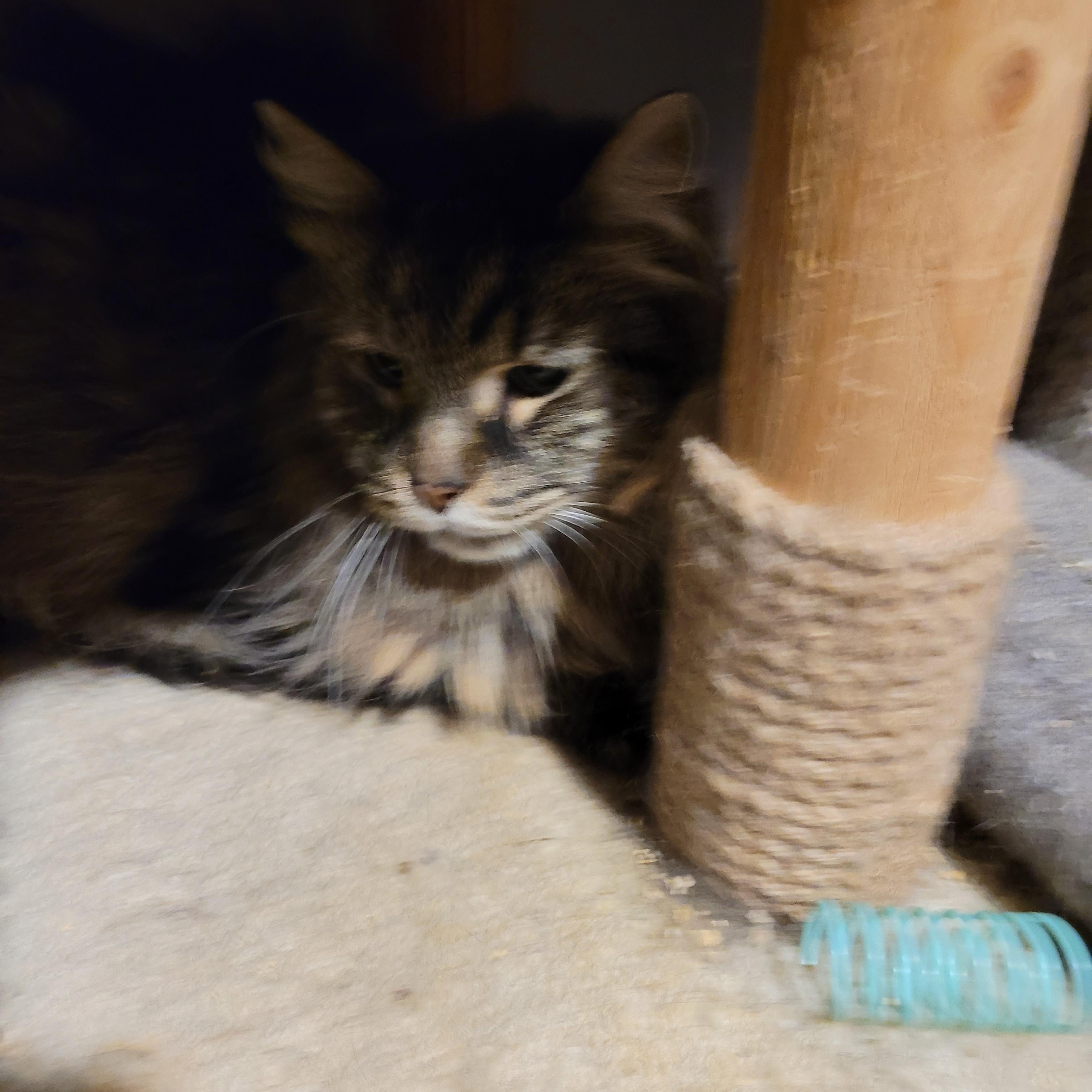 Enlarge Angelito (m) 4yrs old DLH mix main coon, a Adoptable mixed breed in Ottawa, ON image 4/6