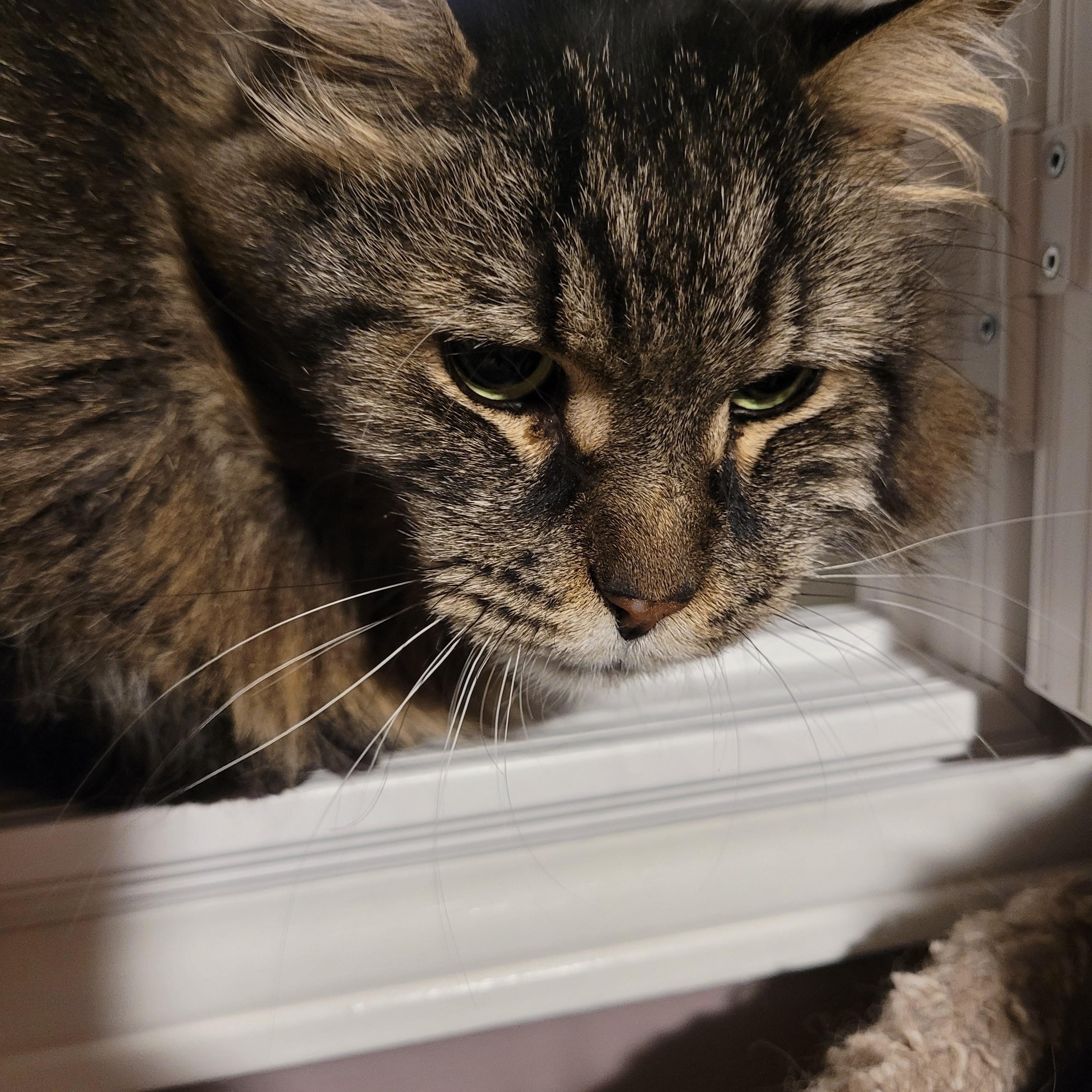 Angelito (m) 4yrs old DLH mix main coon, Adoptable, Adult Male Domestic Long Hair & Maine Coon.