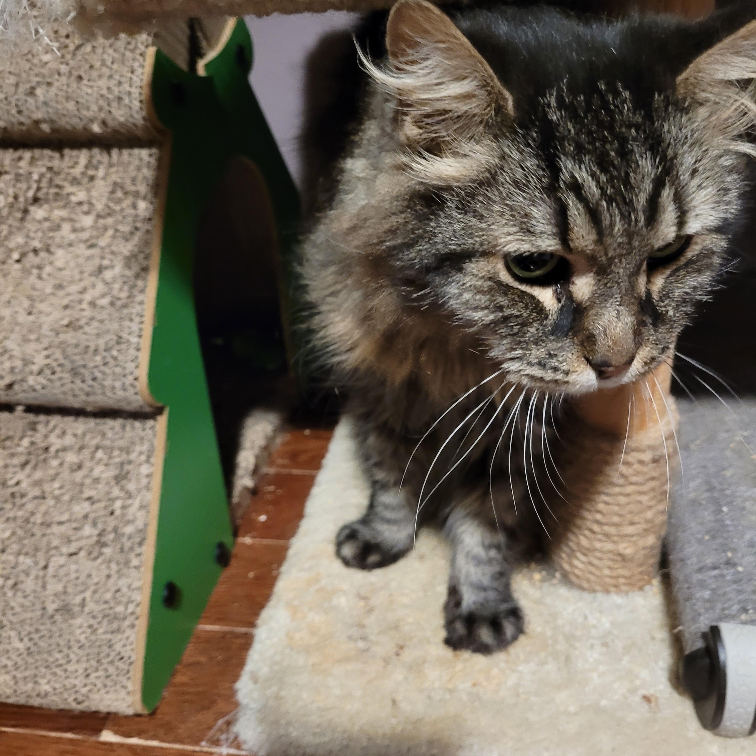 Enlarge Angelito (m) 4yrs old DLH mix main coon, a Adoptable mixed breed in Ottawa, ON image 2/6