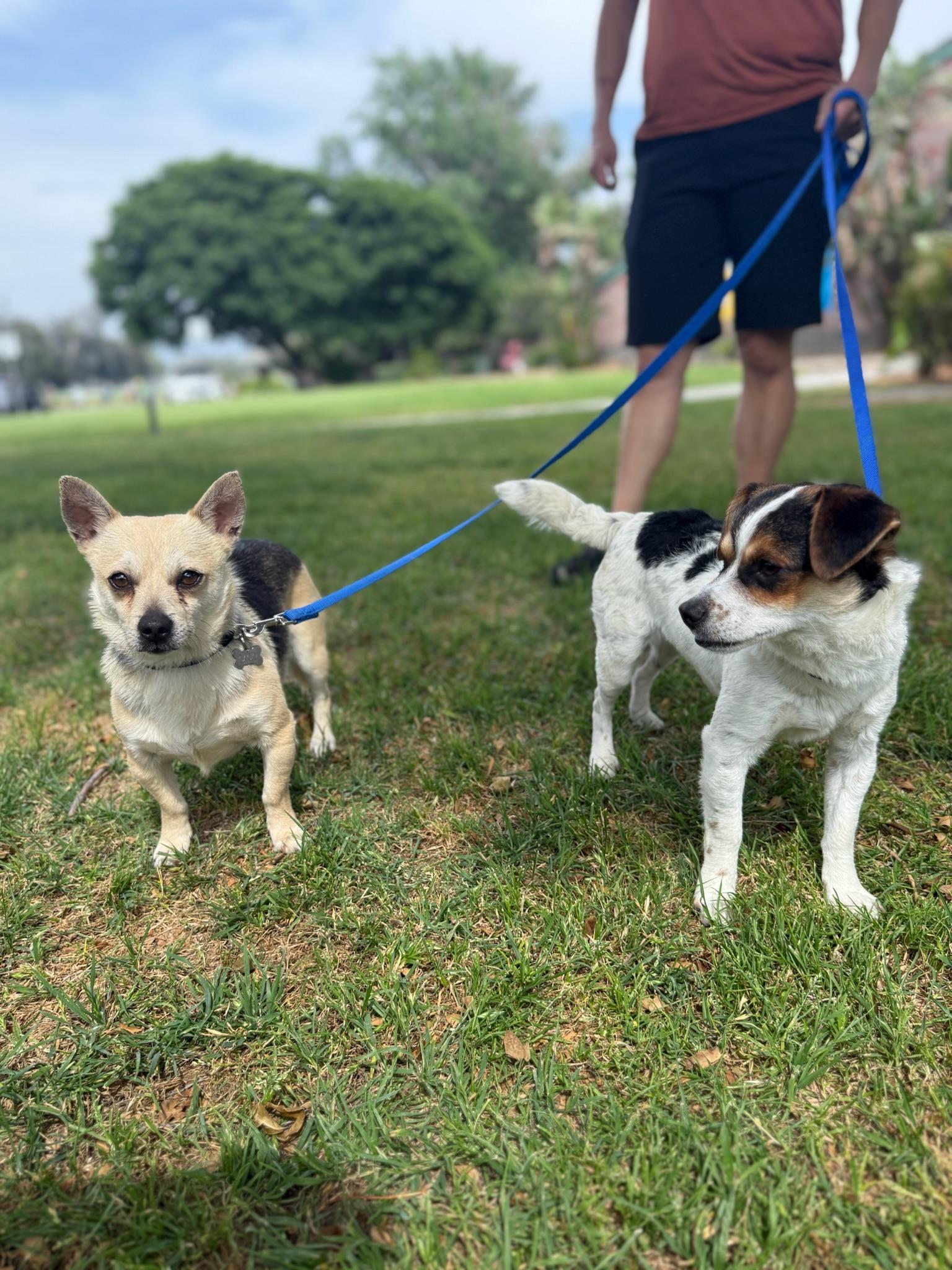 Enlarge Cacio COURTESY POST, a Adoptable mixed breed in Los Angeles, CA image 3/4