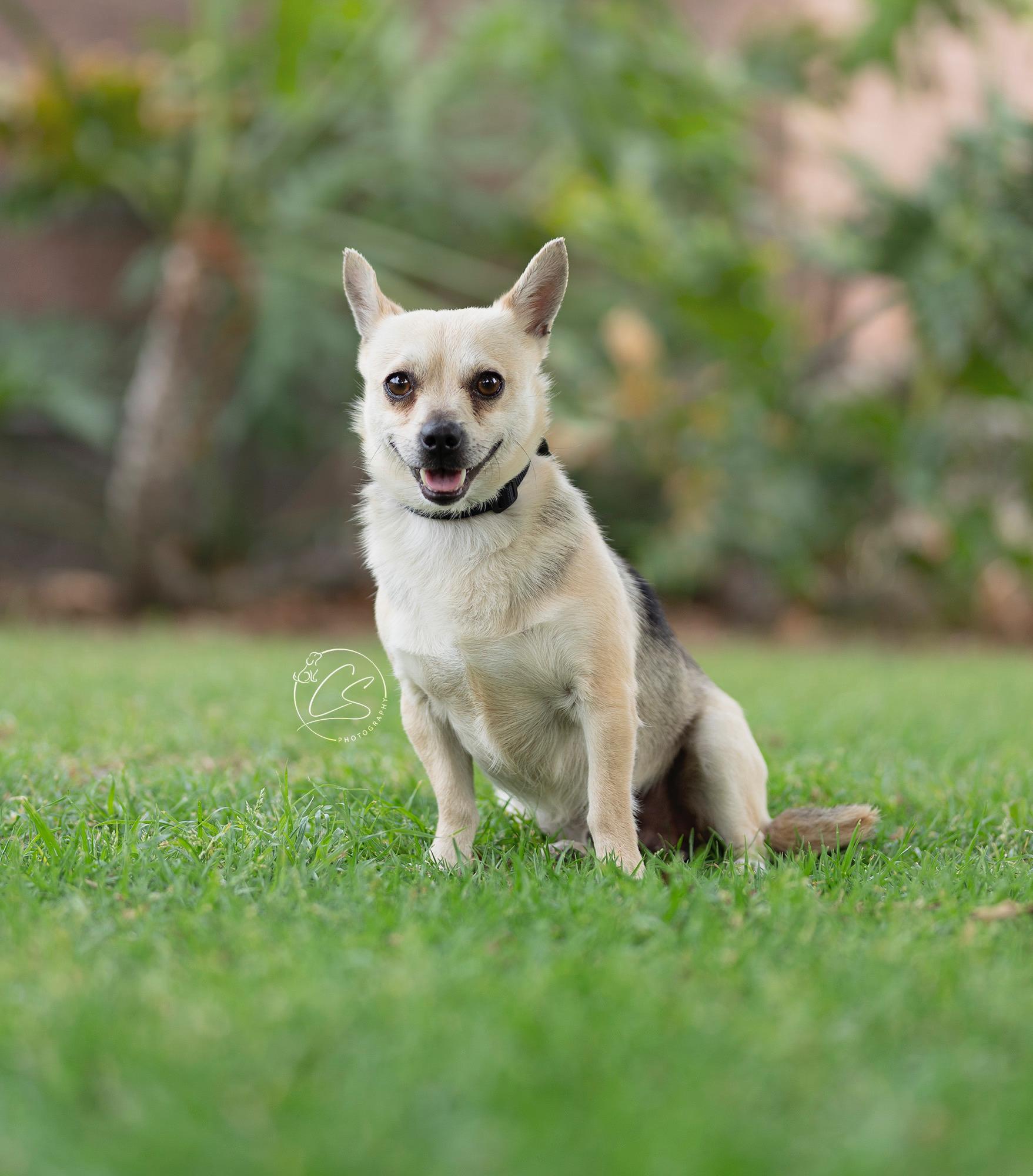 Enlarge Cacio COURTESY POST, a Adoptable mixed breed in Los Angeles, CA image 1/4