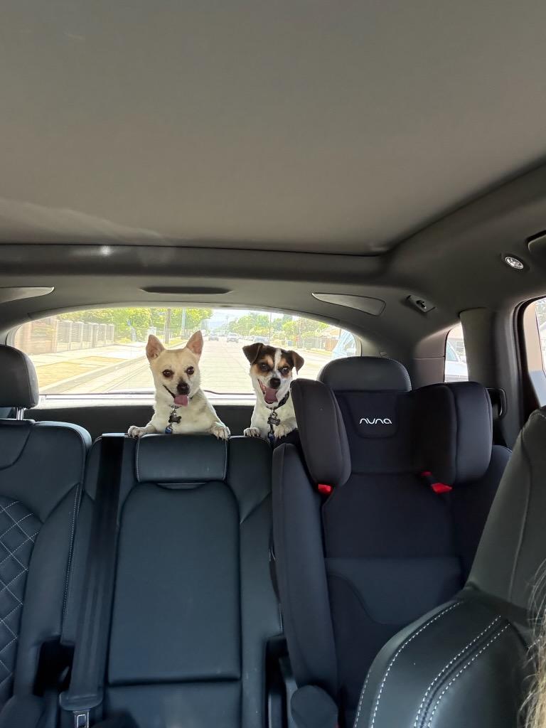 Enlarge Cacio COURTESY POST, a Adoptable mixed breed in Los Angeles, CA image 2/4