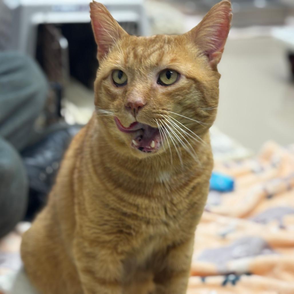 Charlie, Adoptable, Senior Male Domestic Short Hair.