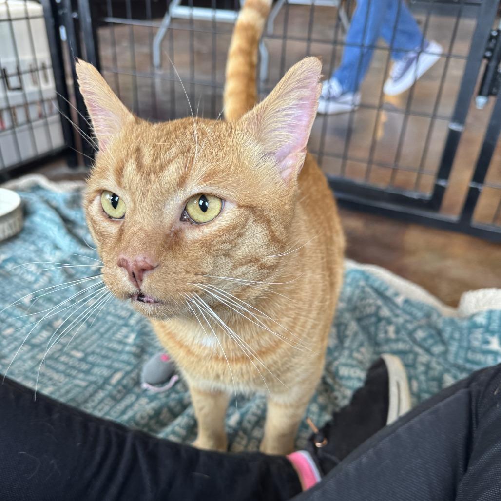 Enlarge Charlie, a Adoptable Domestic Short Hair in Mebane, NC image 2/5