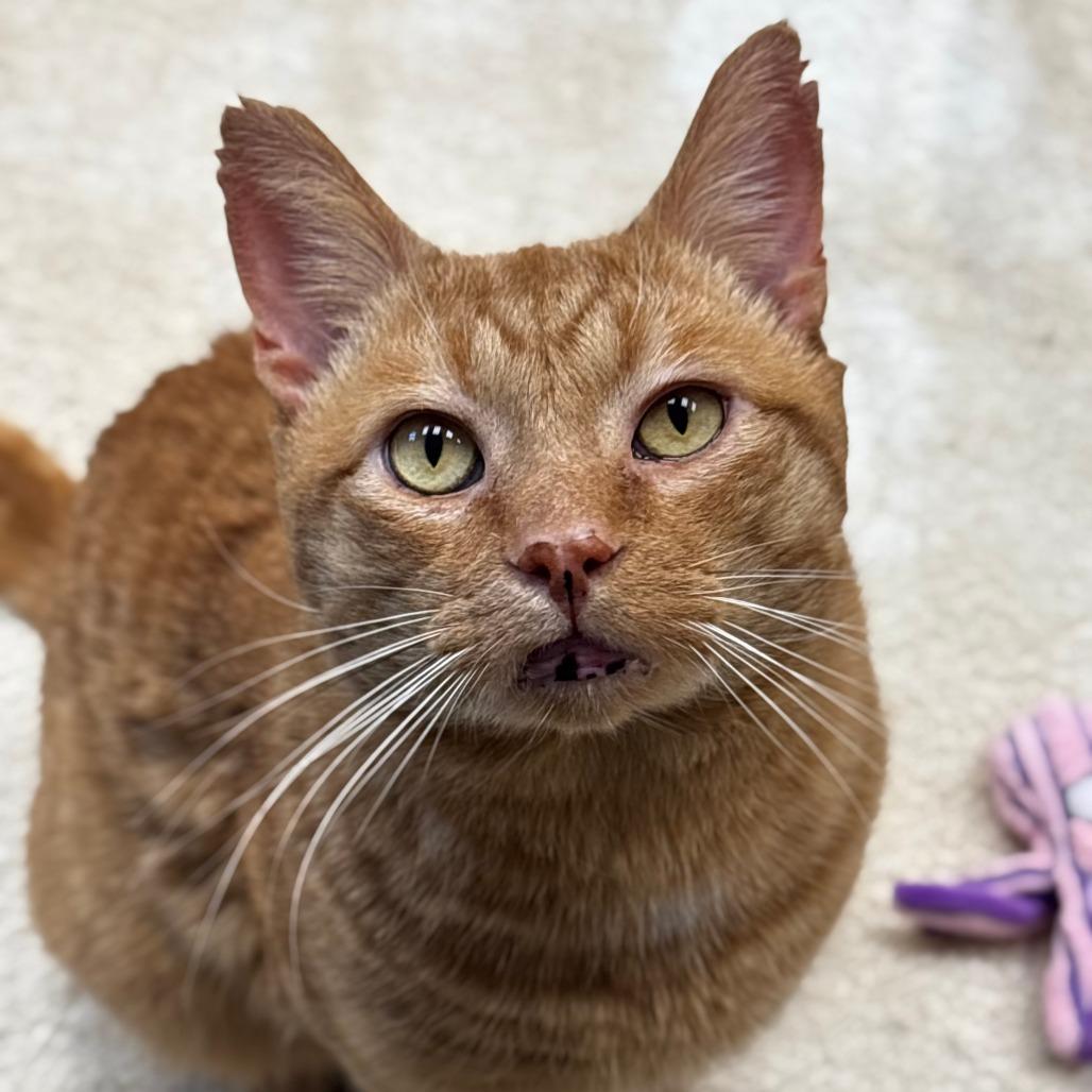 Enlarge Charlie, a Adoptable Domestic Short Hair in Mebane, NC image 4/5