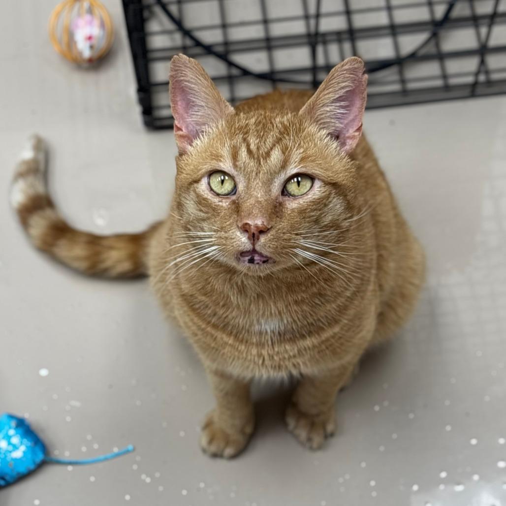 Enlarge Charlie, a Adoptable Domestic Short Hair in Mebane, NC image 5/5