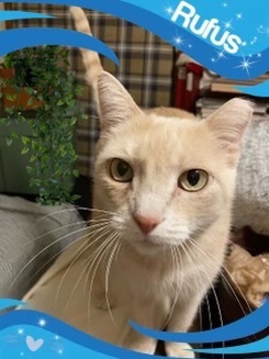 Rufus - Foster Home (LM), a Adoptable mixed breed in Spring, TX image 1/3