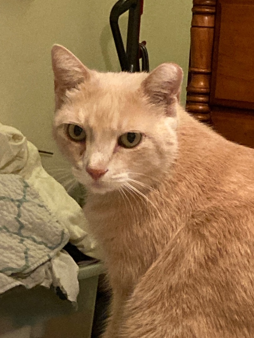 Rufus - Foster Home (LM) — thumbnail 2