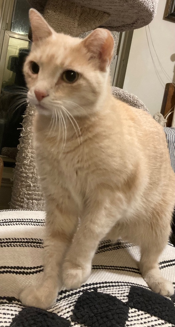 Rufus - Foster Home (LM) — thumbnail 3