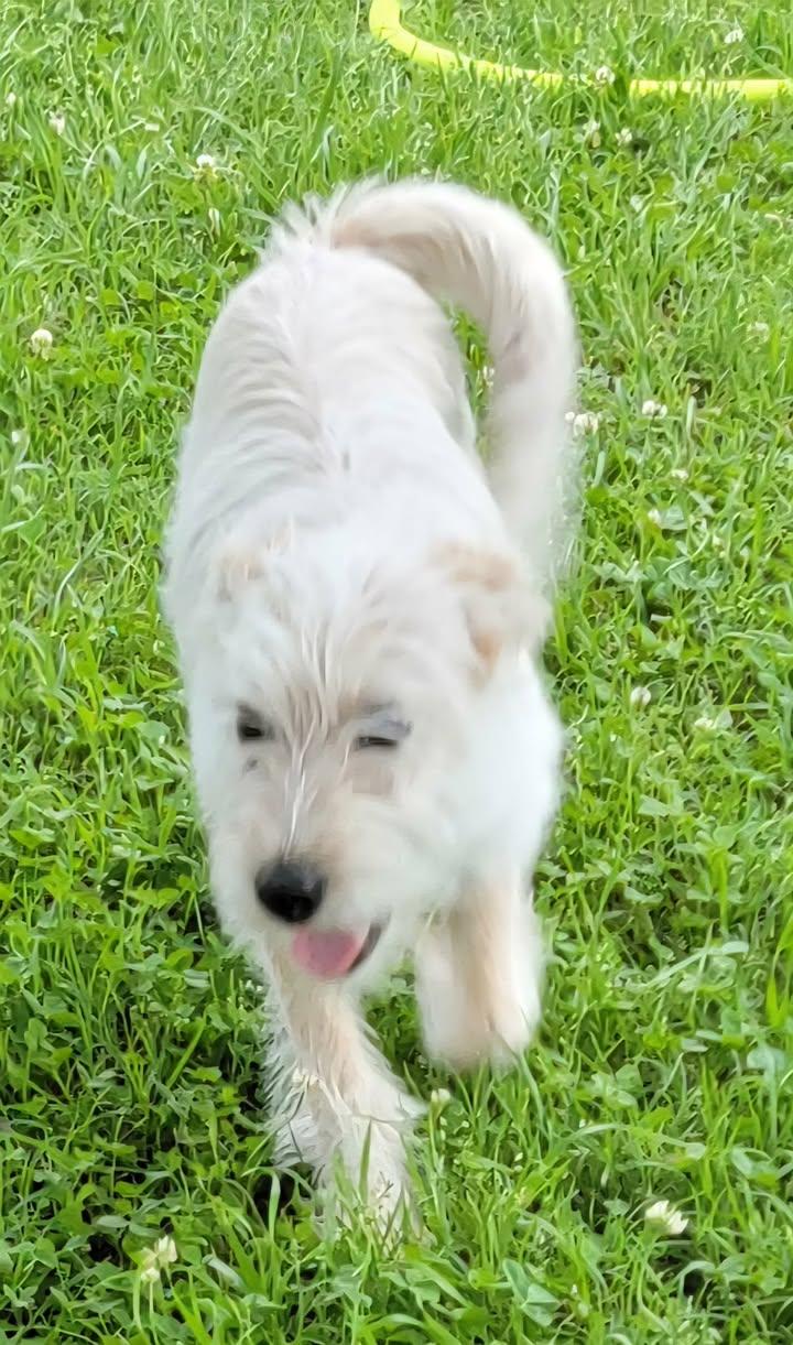 Enlarge Annie, a ADOPTABLE mixed breed in Van Alstyne, TX image 5/6