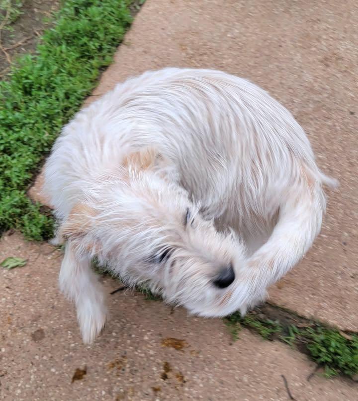 Enlarge Annie, a ADOPTABLE mixed breed in Van Alstyne, TX image 6/6