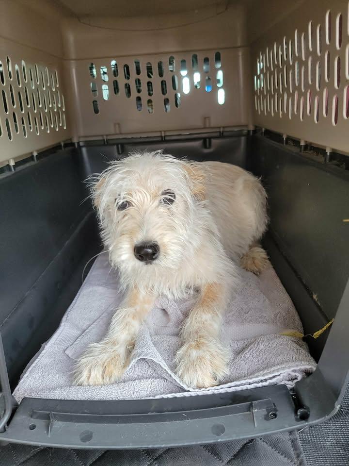 Enlarge Annie, a ADOPTABLE mixed breed in Van Alstyne, TX image 3/6