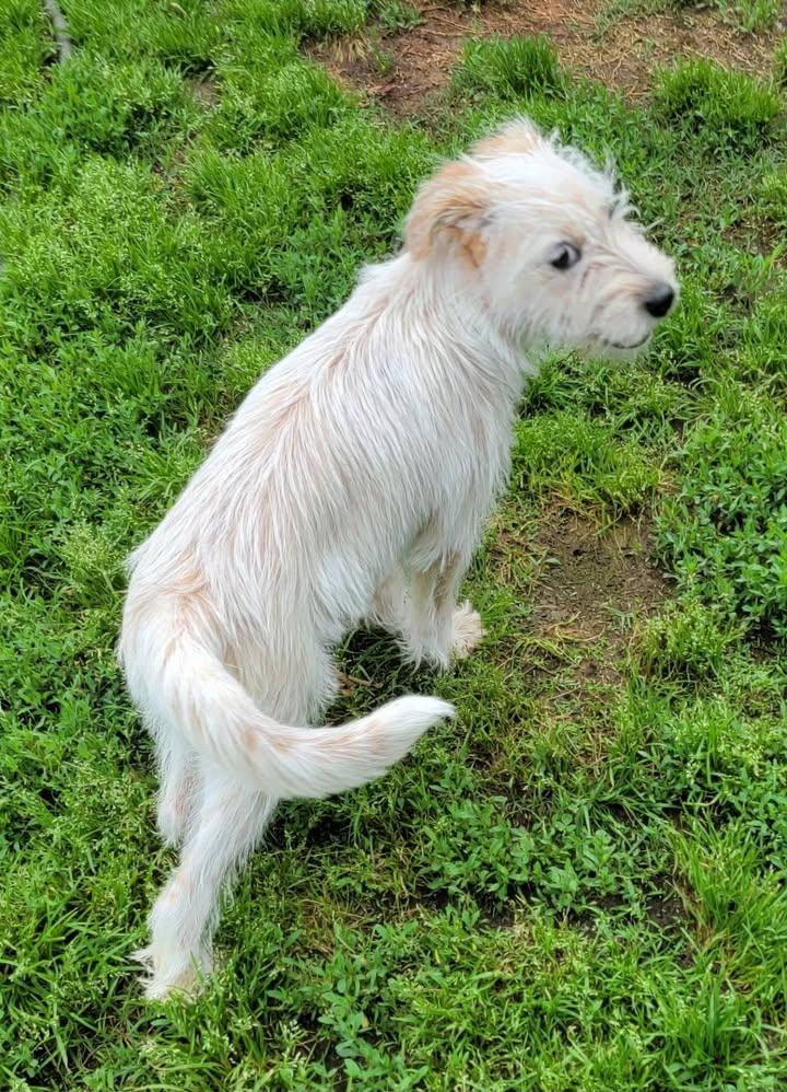 Enlarge Annie, a ADOPTABLE mixed breed in Van Alstyne, TX image 4/6