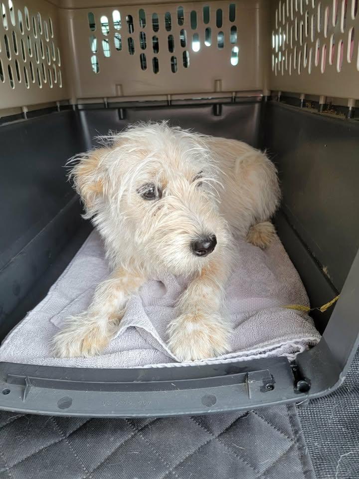 Enlarge Annie, a ADOPTABLE mixed breed in Van Alstyne, TX image 2/6