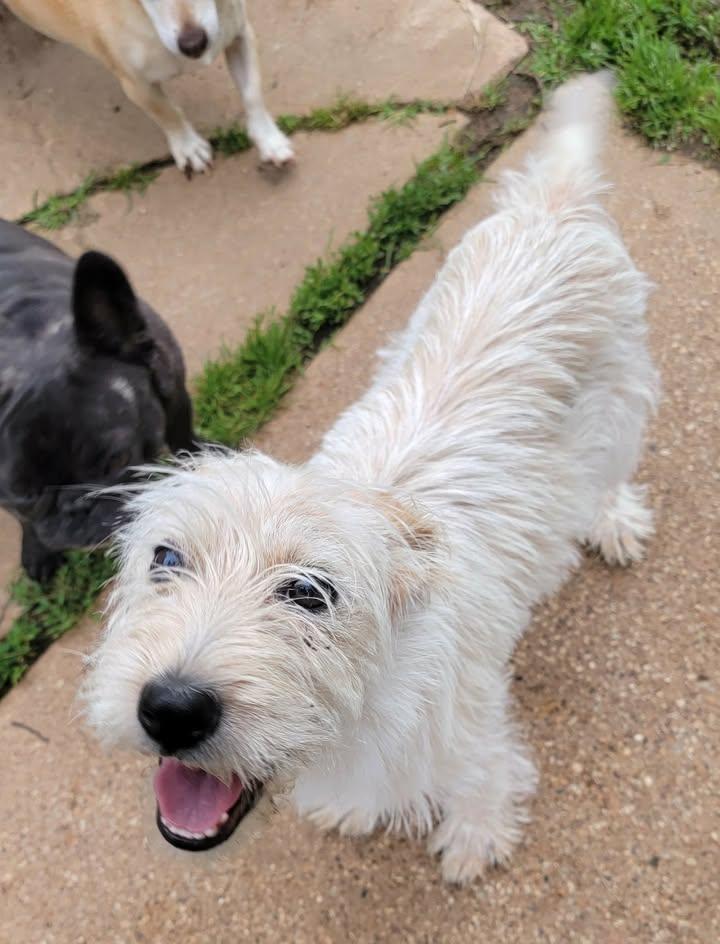 Annie, ADOPTABLE, Young Female West Highland White Terrier / Westie.