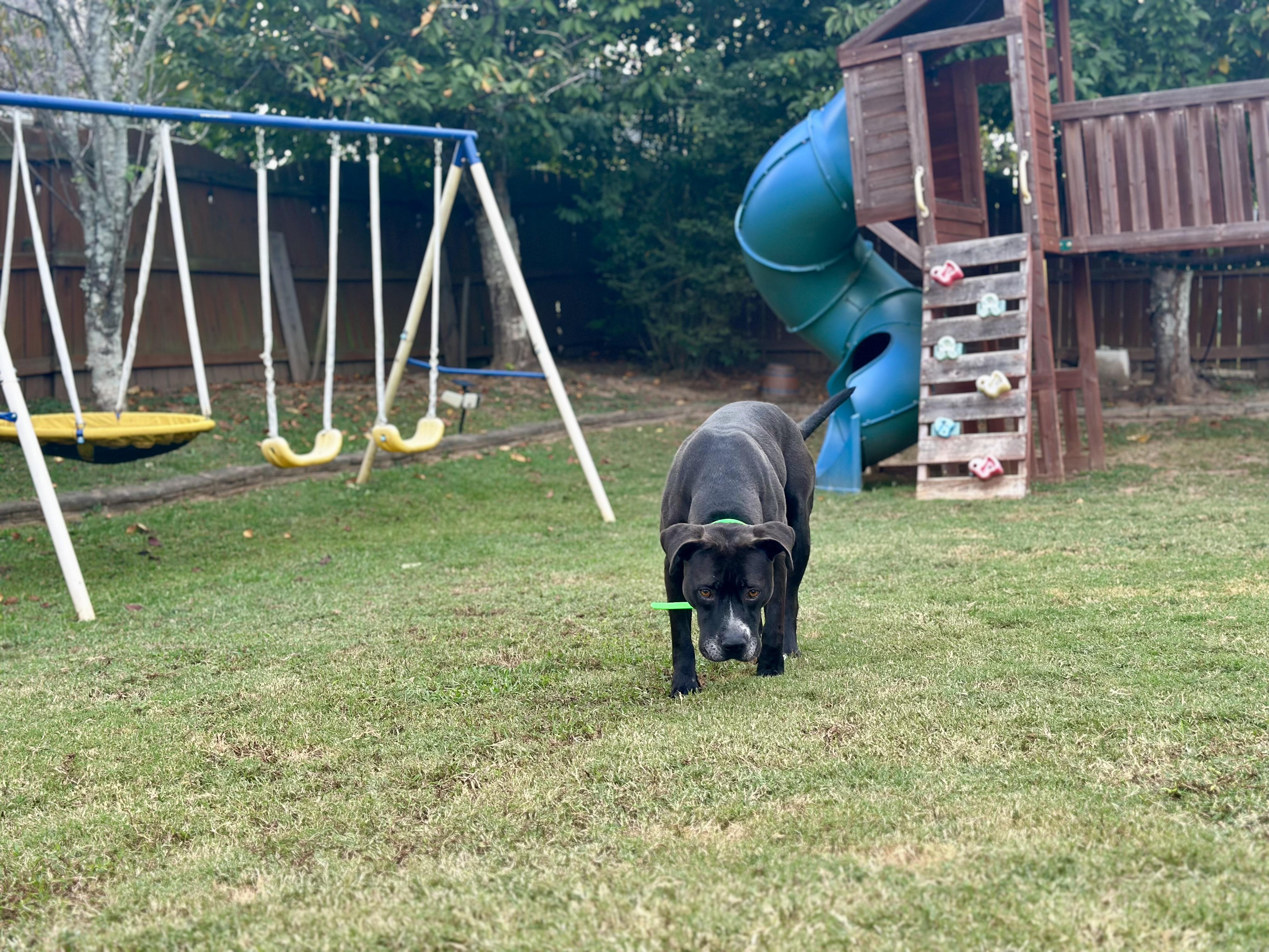 Enlarge Winston, a Adoptable mixed breed in Auburn, GA image 2/5
